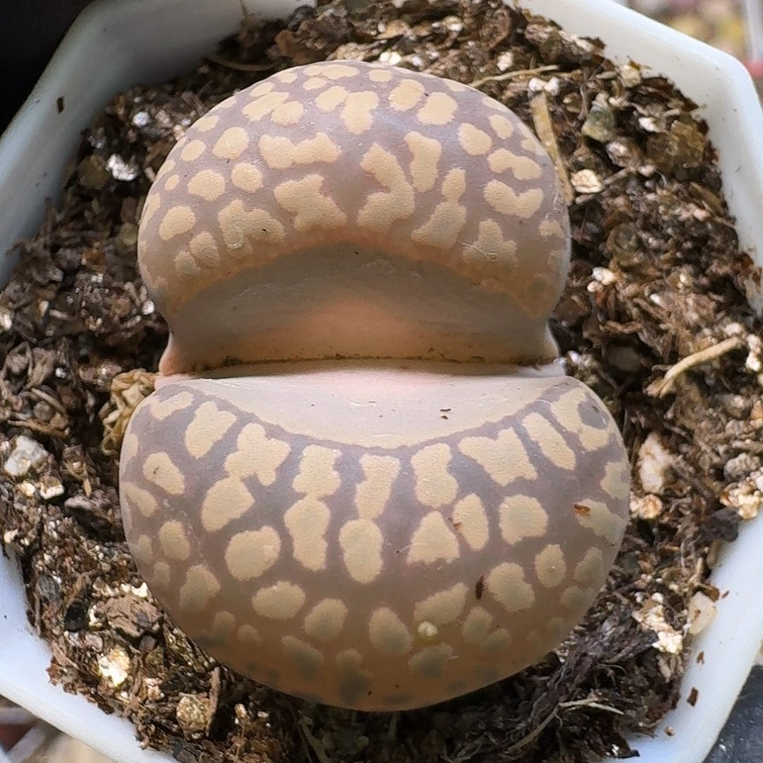 生石花112221。  319