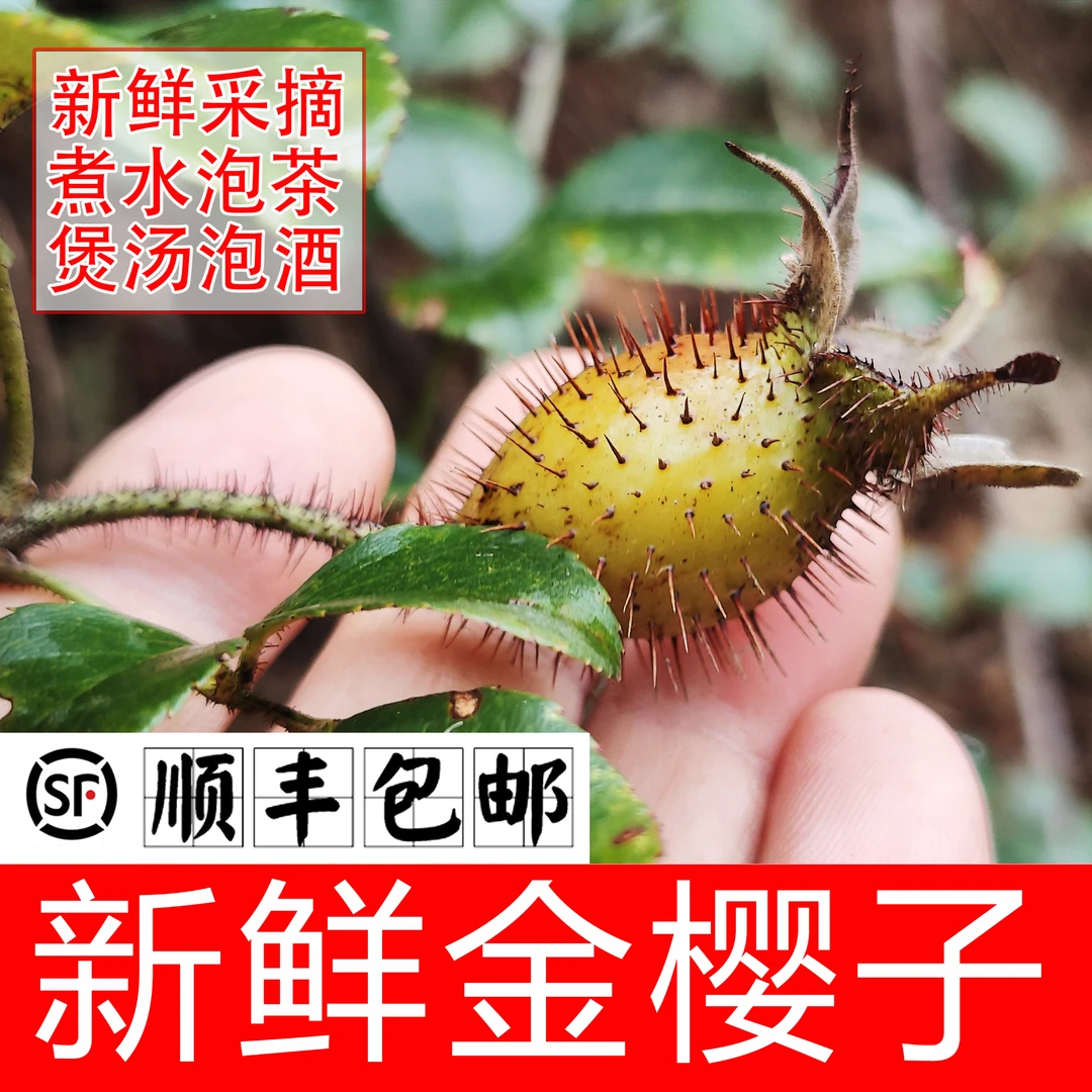 【顺丰包邮】2025新鲜野生金樱子年泡酒好料深山糖糖果中药材蜂糖罐