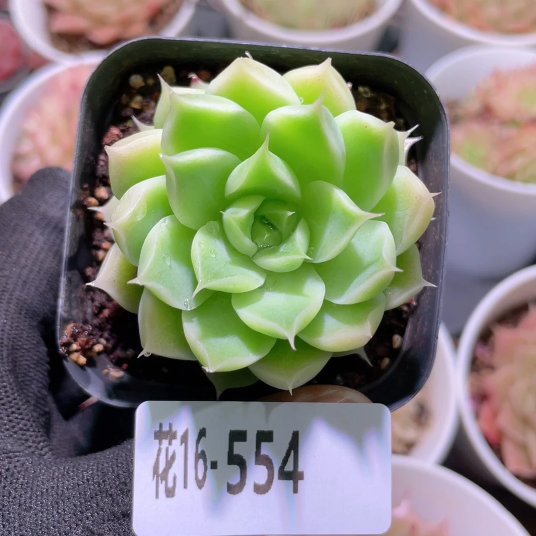 花利美16-554麦秆