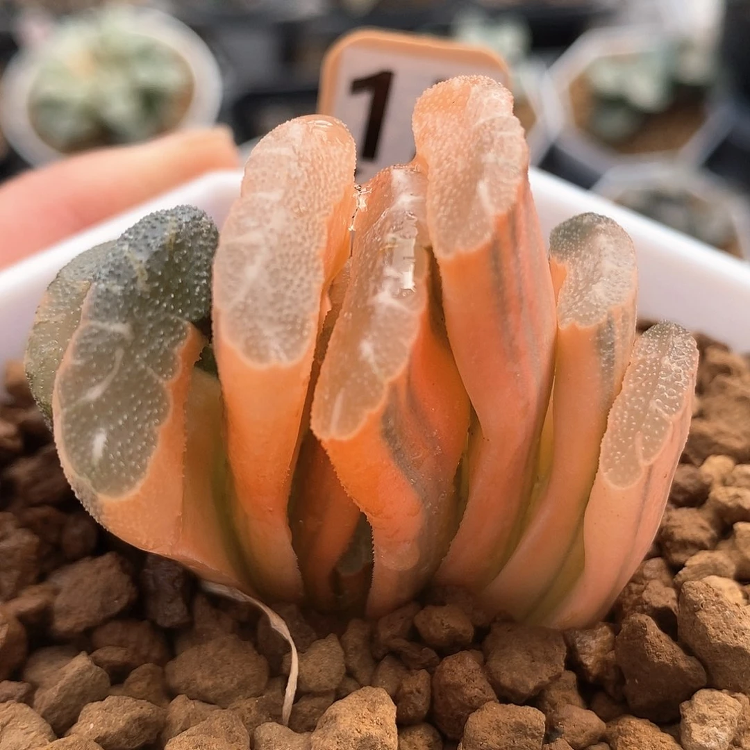 15号糊斑玉扇锦一物一拍