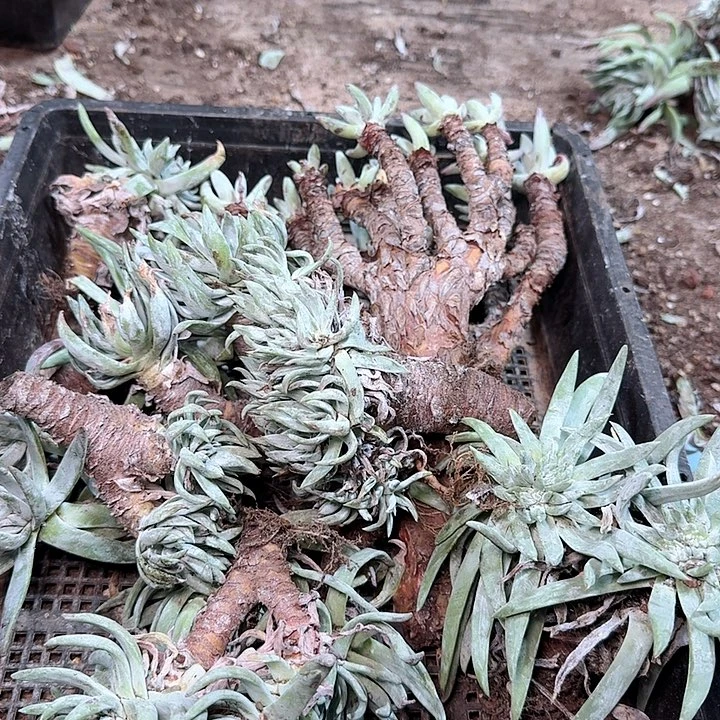 2136框拍瑕疵不售后