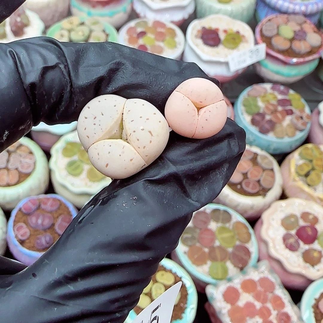 生石花满18包邮1230-45