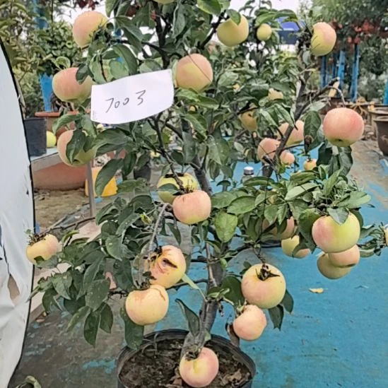 无花朵小高杆苹果盆景