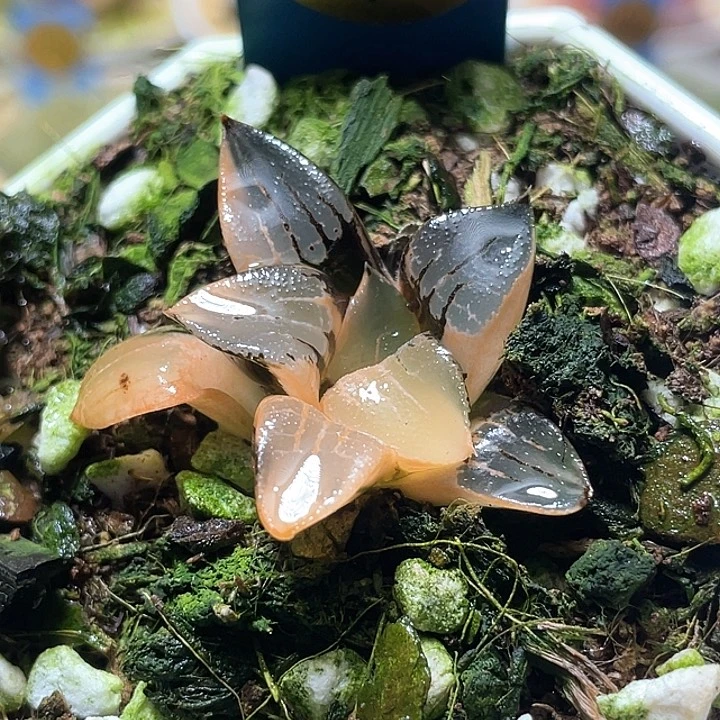 591花影锦特选福利