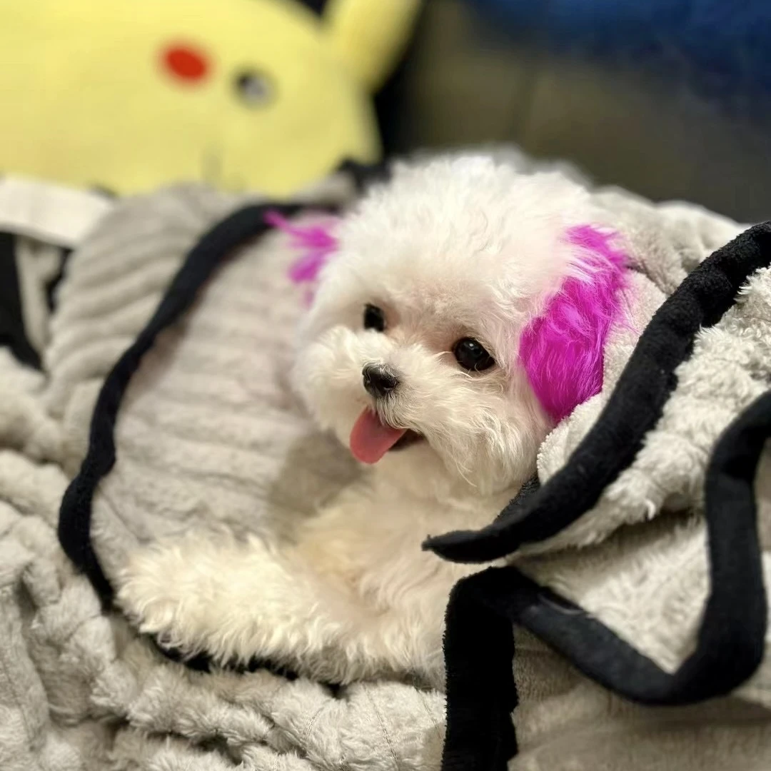 纯种比熊博美各品种狗狗幼犬飞耳不掉毛茶杯犬韩系小体宠物狗