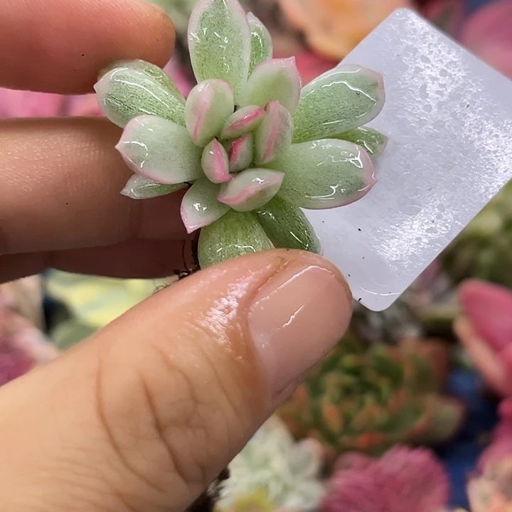 3558雨燕座白锦炸多肉