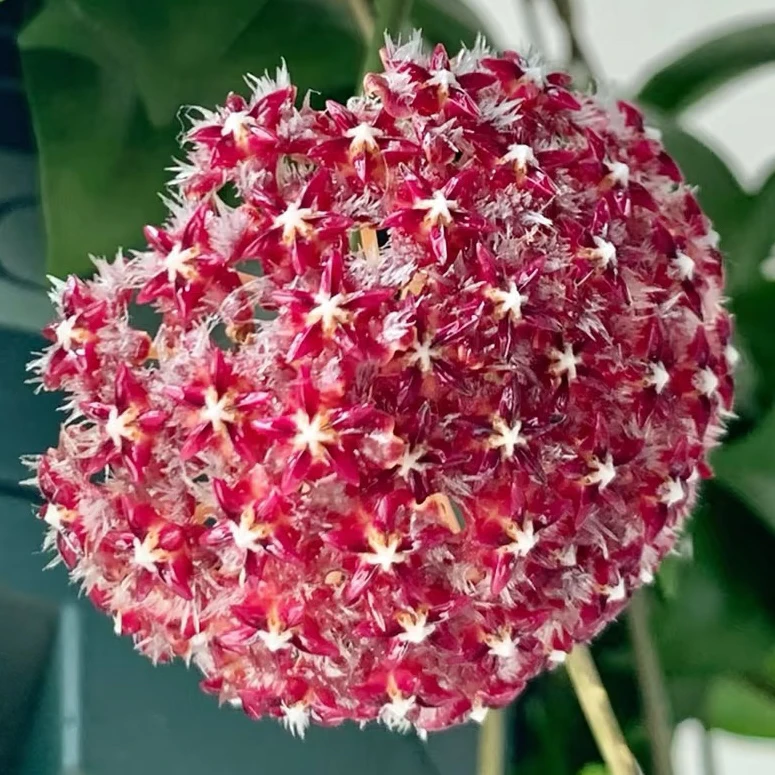 太行【红花棉德岛】品种球兰红色系颜值高