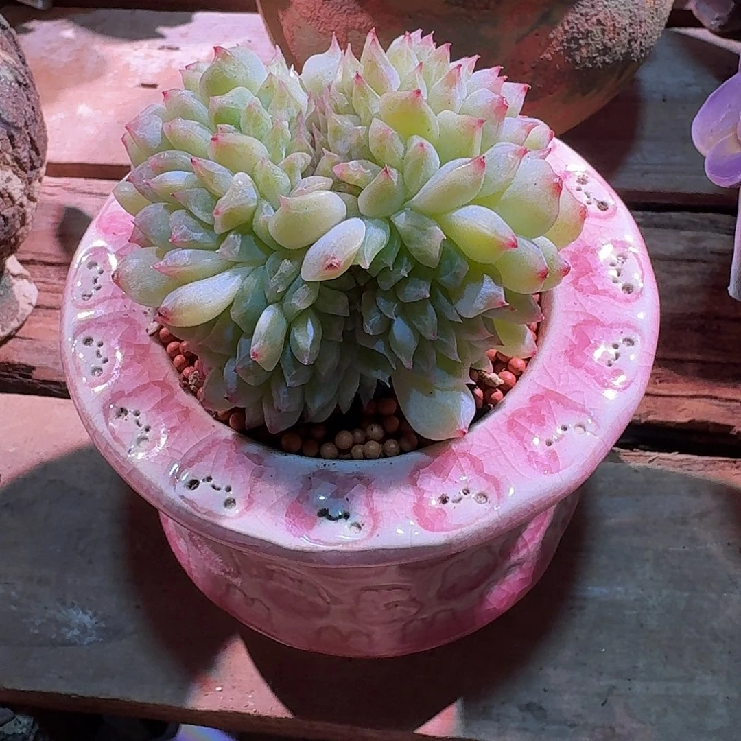 冰魄缀化多肉多肉多肉