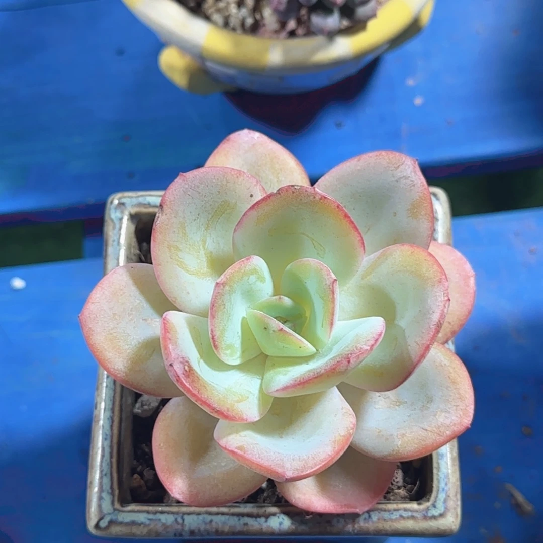 今晚的消费由江公子买单