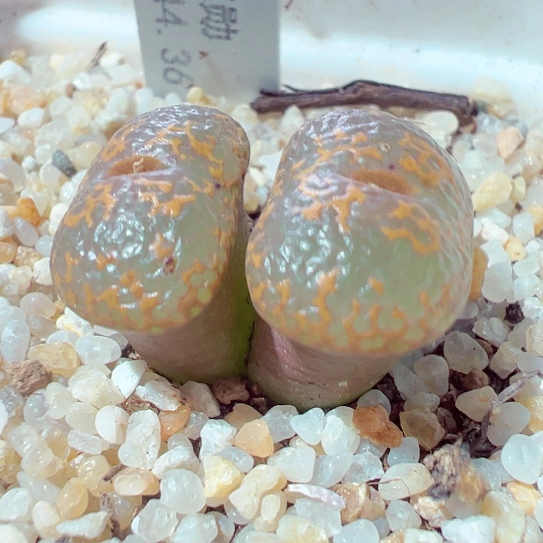 925-798多肉多肉k勋章