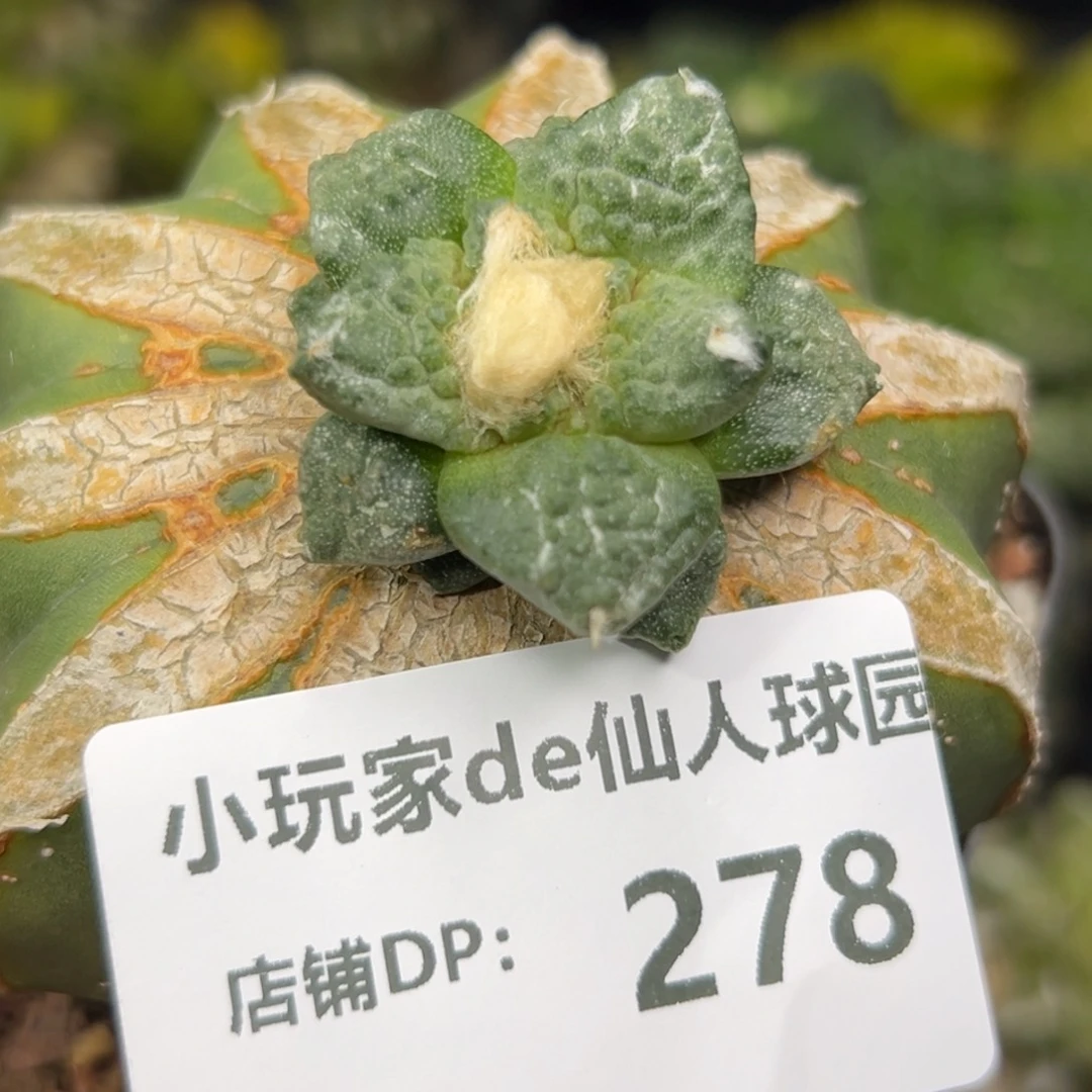 278 仙人球的牡丹