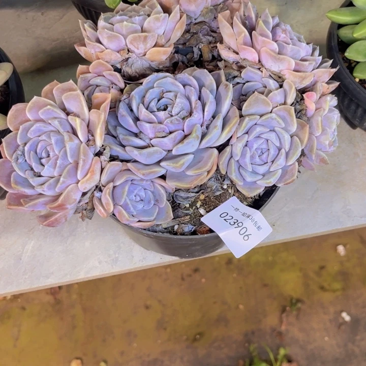 b***茶多肉一物一拍3906