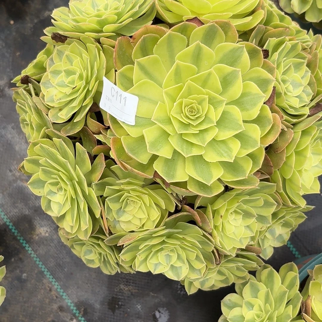 111雨河多肉植物发货