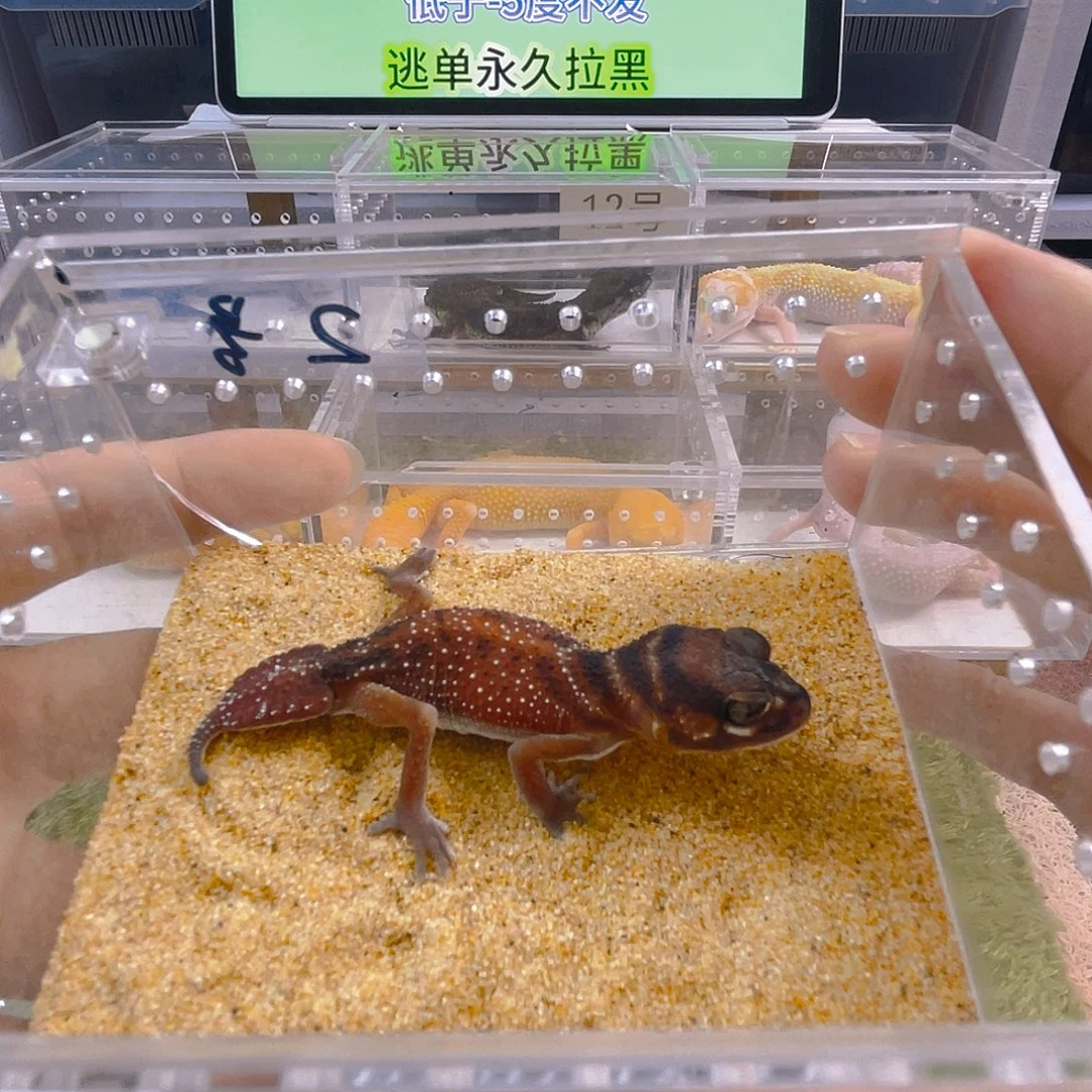 豹纹守宫守宫可爱好看迷人