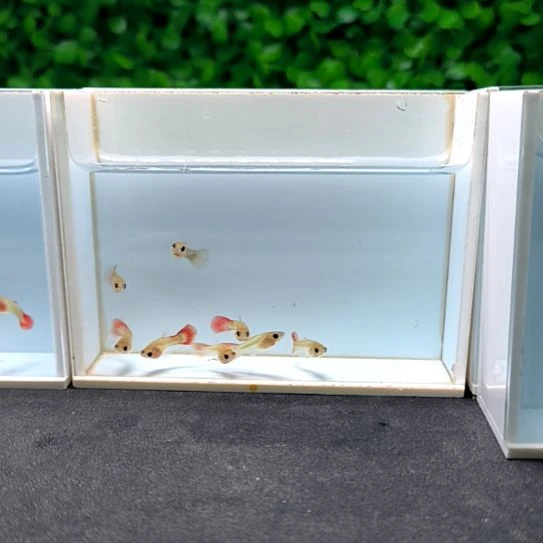 孔雀鱼红礼服玻璃猫苗子8条含两条被损。