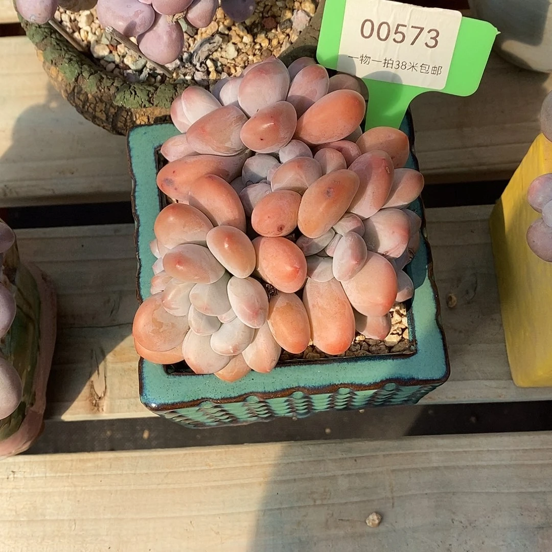 573头婆婆去莉莉咯小雨我