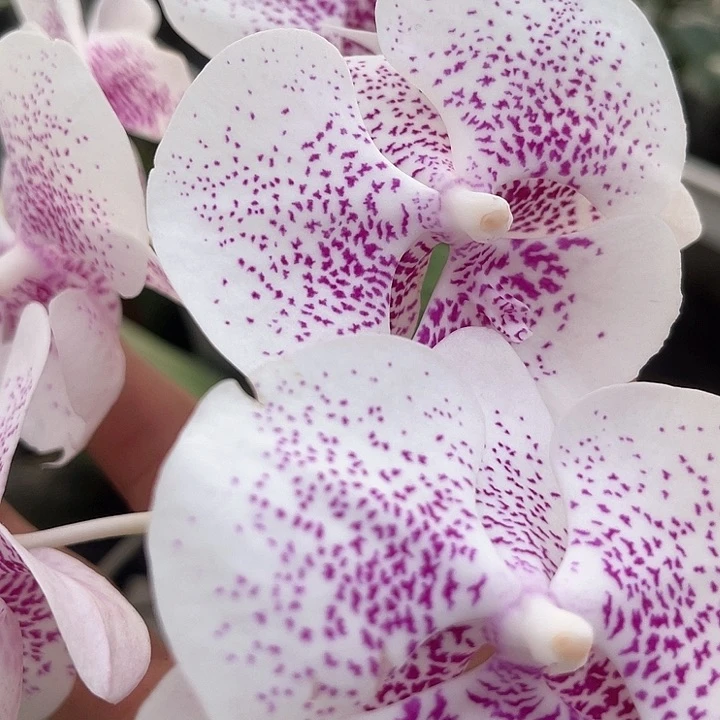 蝴蝶兰超群香芋2400不带剑