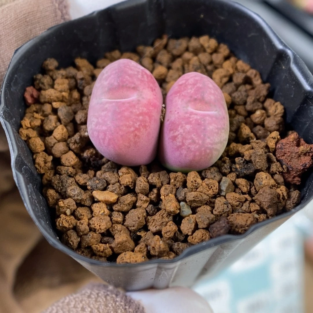 多肉植物肉锥杂交K-3359