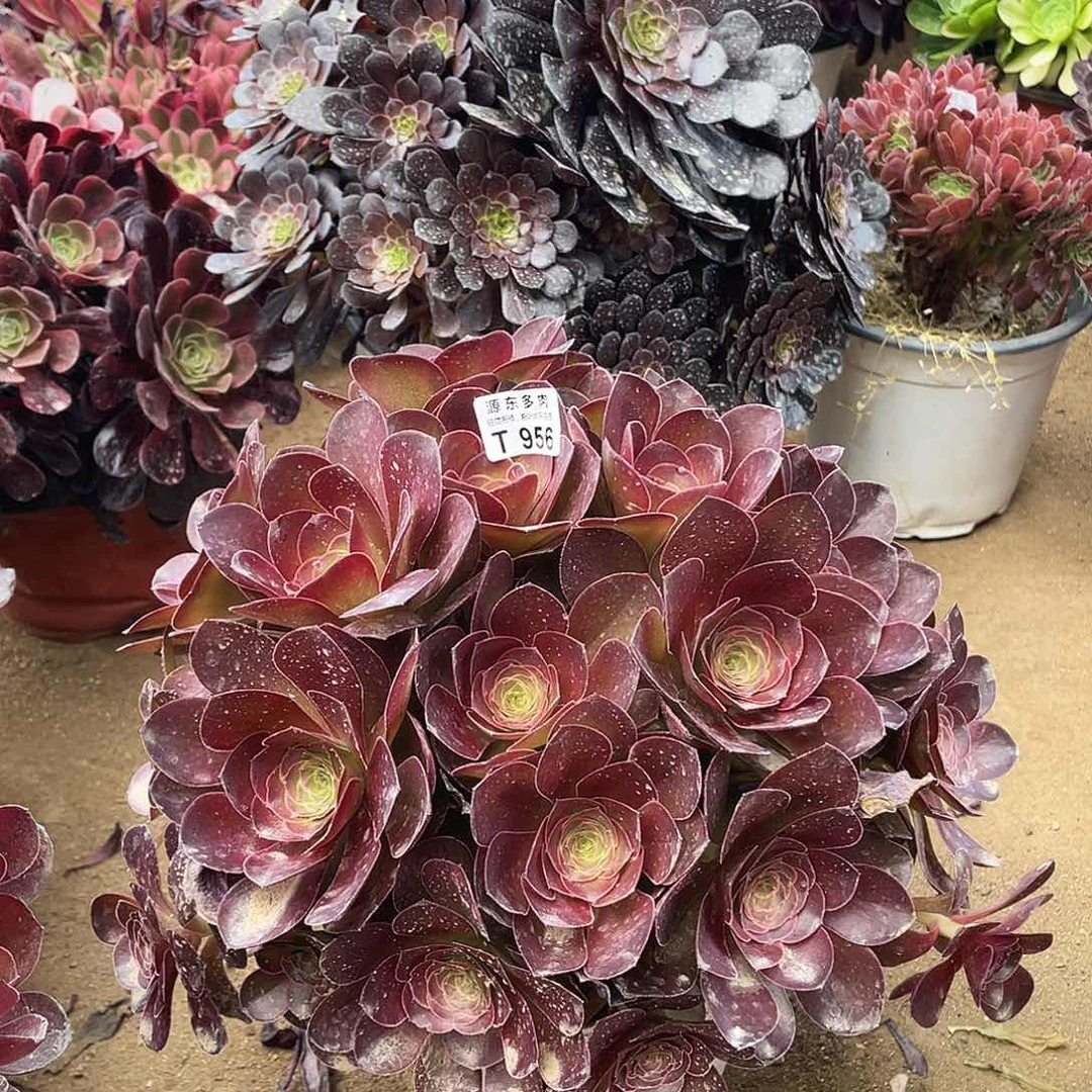 956魅金玫瑰多肉法师断枝不包