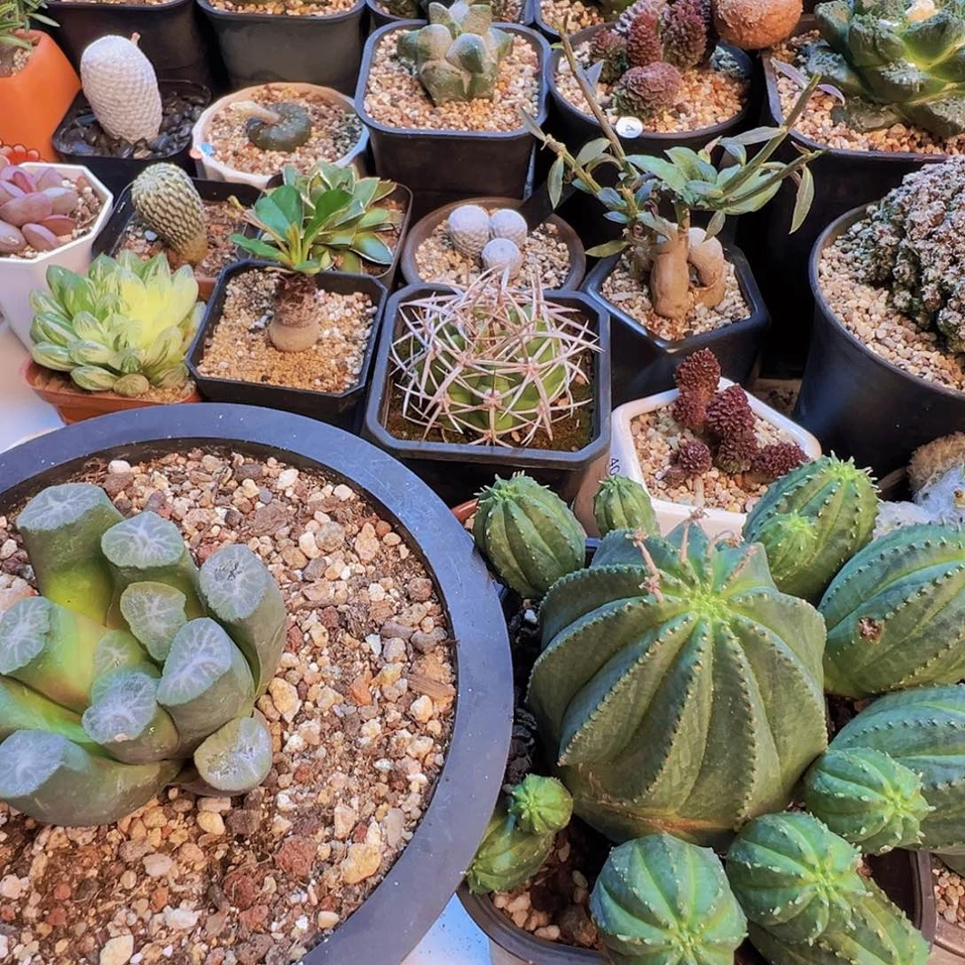 E***️布纹球加万象加珍珠白银