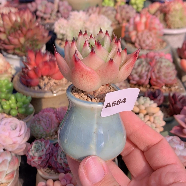 一物一拍含盆土满38包邮A684