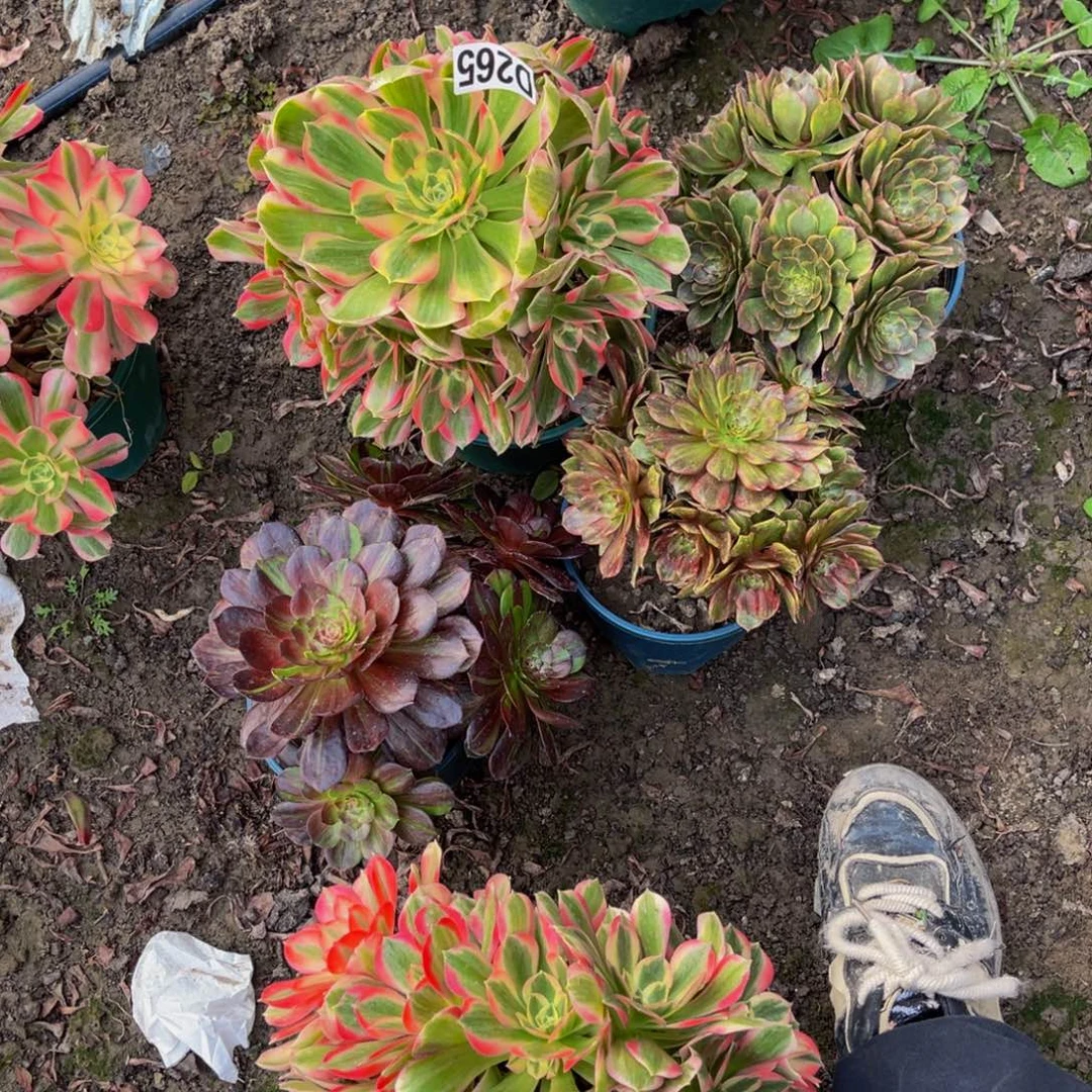 四盆法师26///31包邮