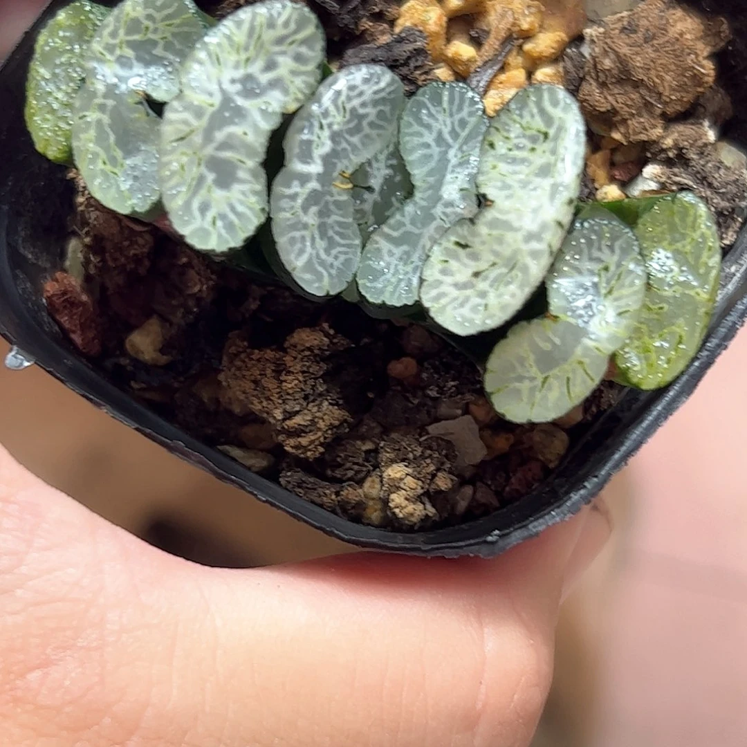 纳斯卡线玉扇十二卷多肉