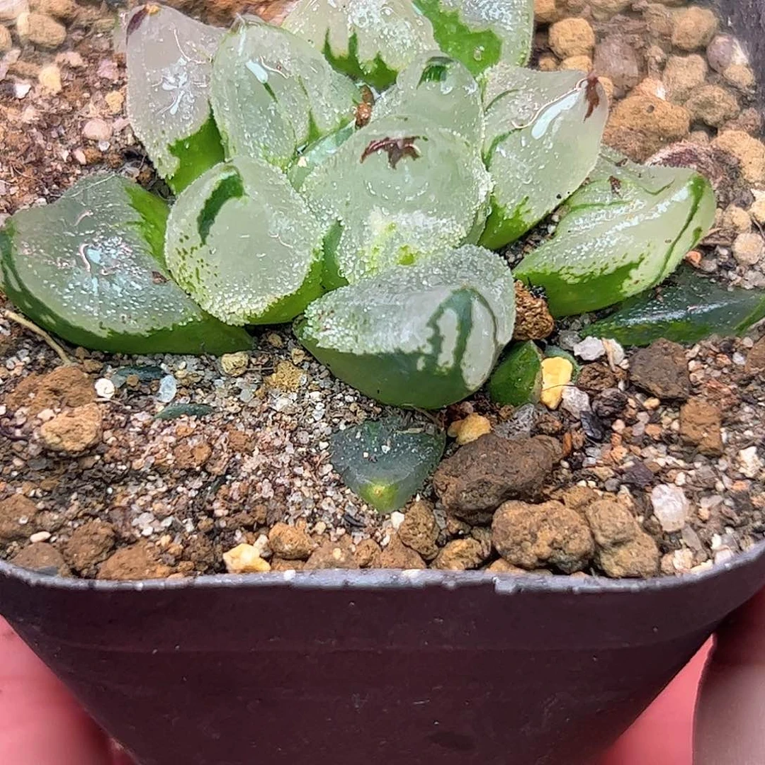 冰城变异十二卷多肉植物