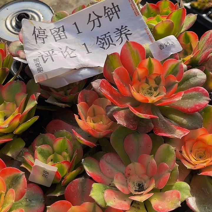 香妃带土球5厘米9.9包邮