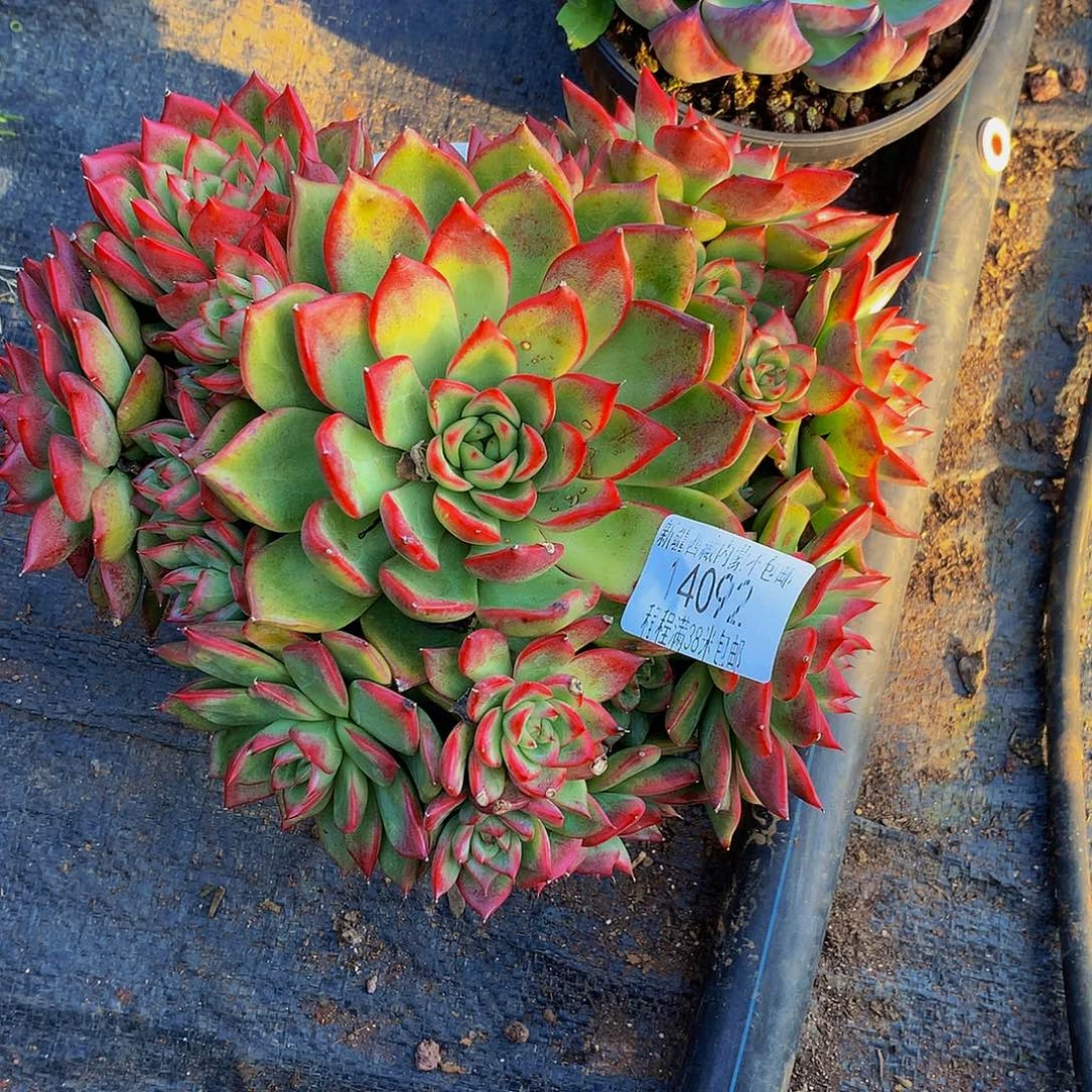 随***-瑞安娜14092多肉多肉