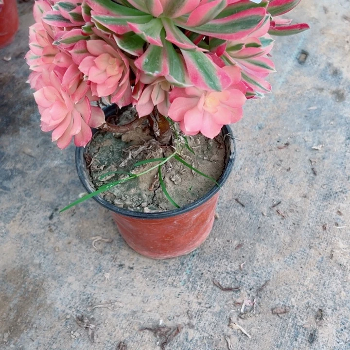 518女巫多肉植物的