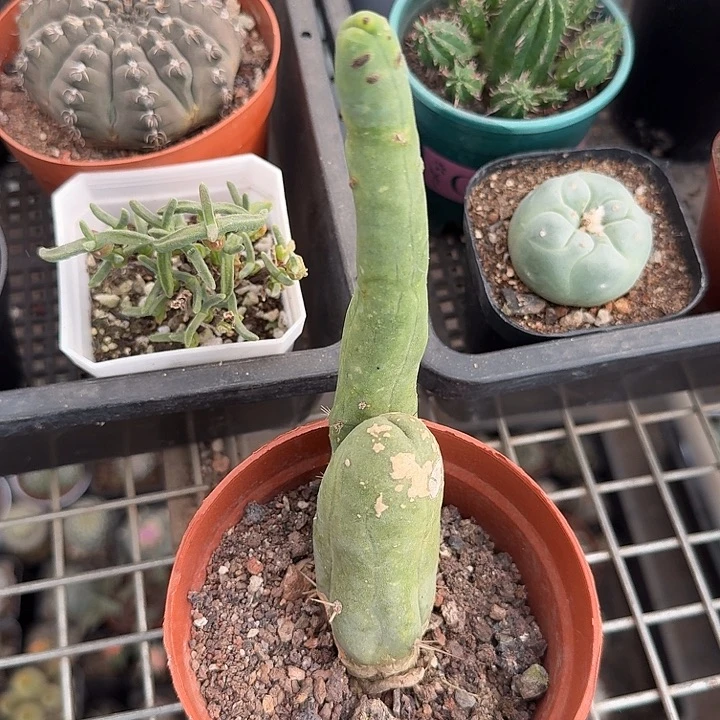 程程柱单头3仙人球