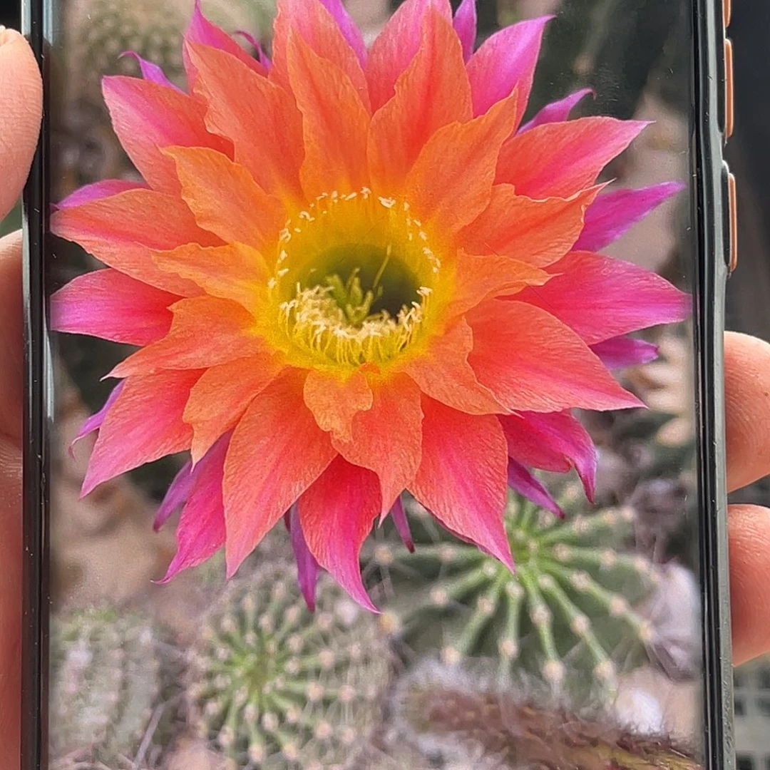 彩 弗兰克侧芽 歪 满20包邮5公分