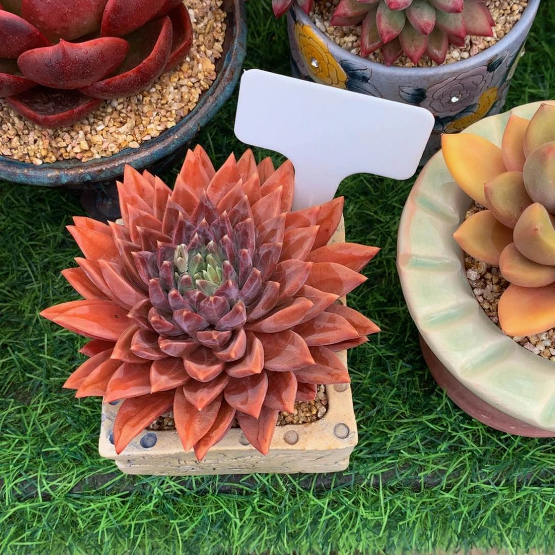 ?**麻欢迎美人多肉植物yywyw