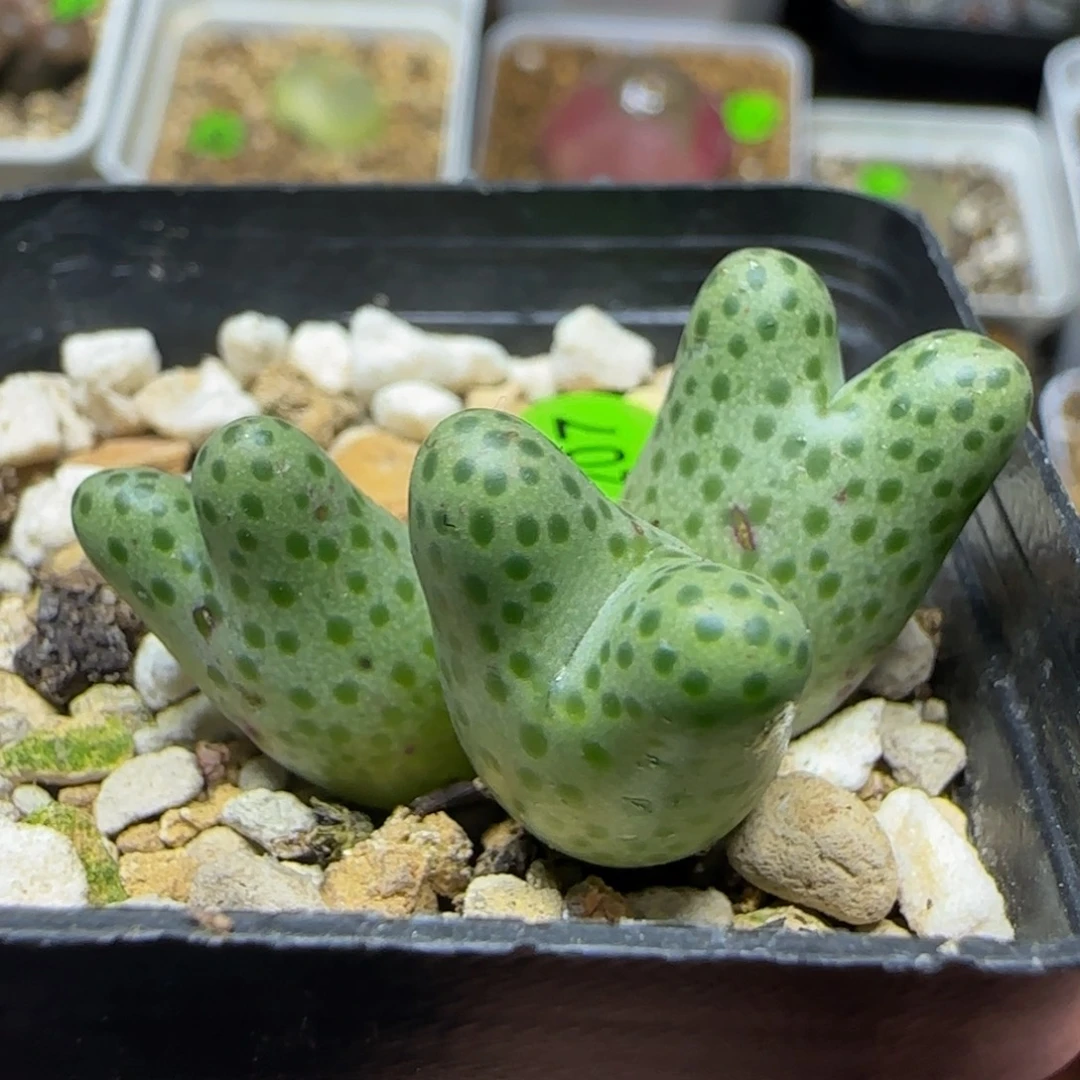 弹弓斑马群多肉植物207