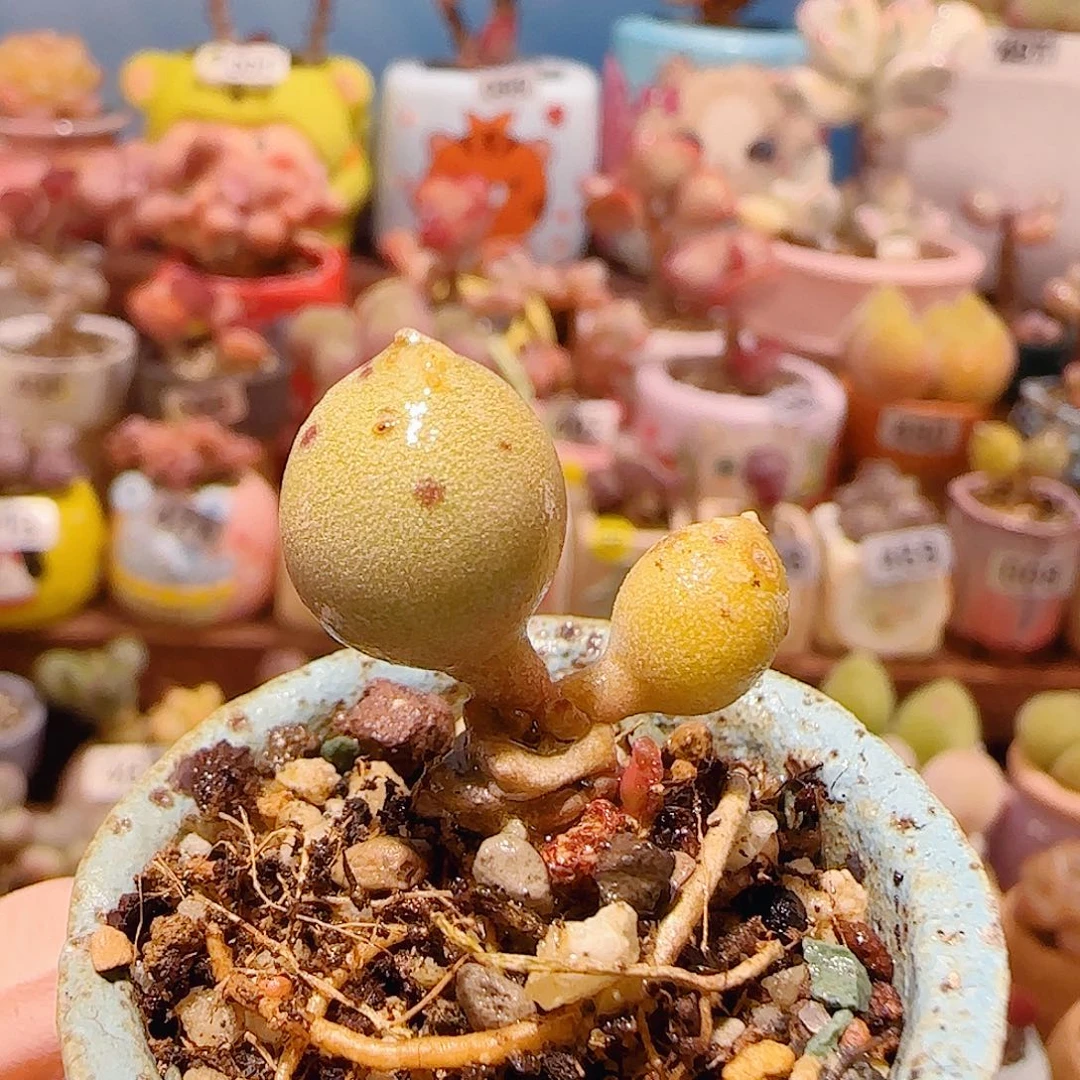 T黄金海豹盆口2.5cm