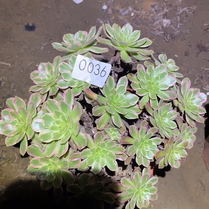 多肉植物法师36安娜