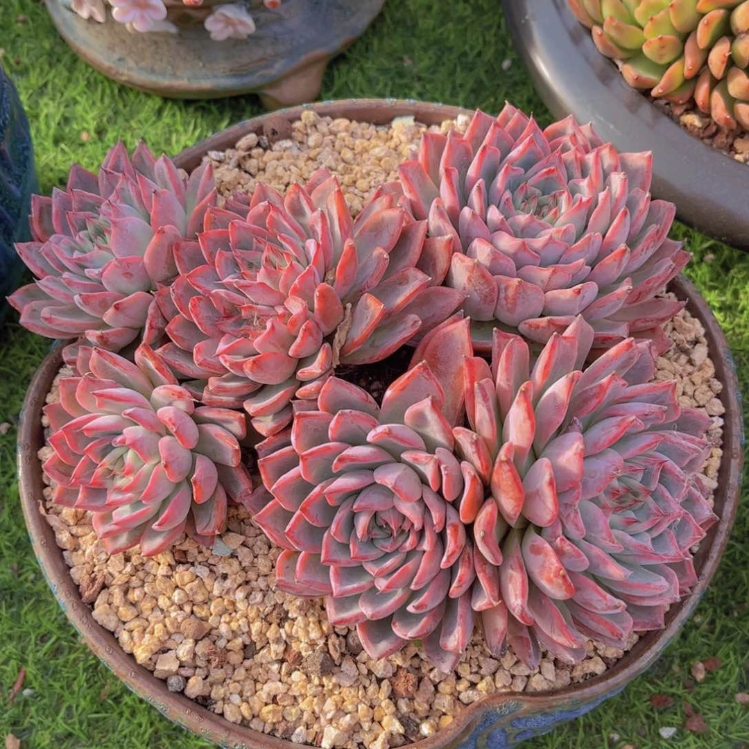 多肉植物多肉植物