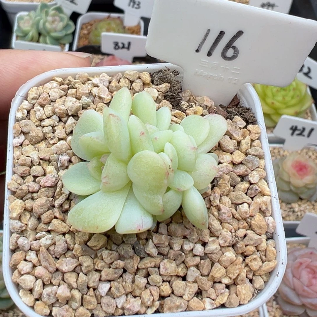 116号纸鸢甜心 晗雨