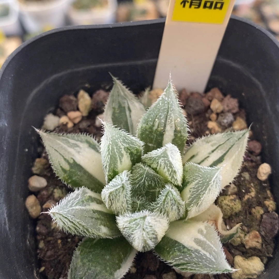 不开花植物101会卷