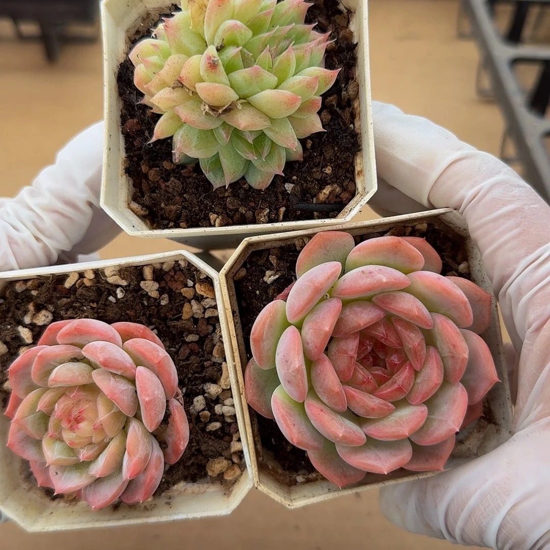 1031-69单颗多肉珍妮