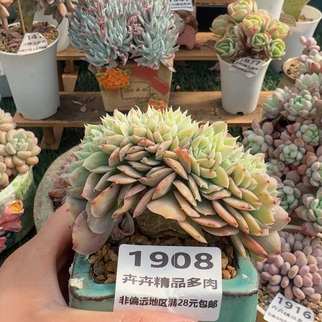 1908一物一拍（满28包邮