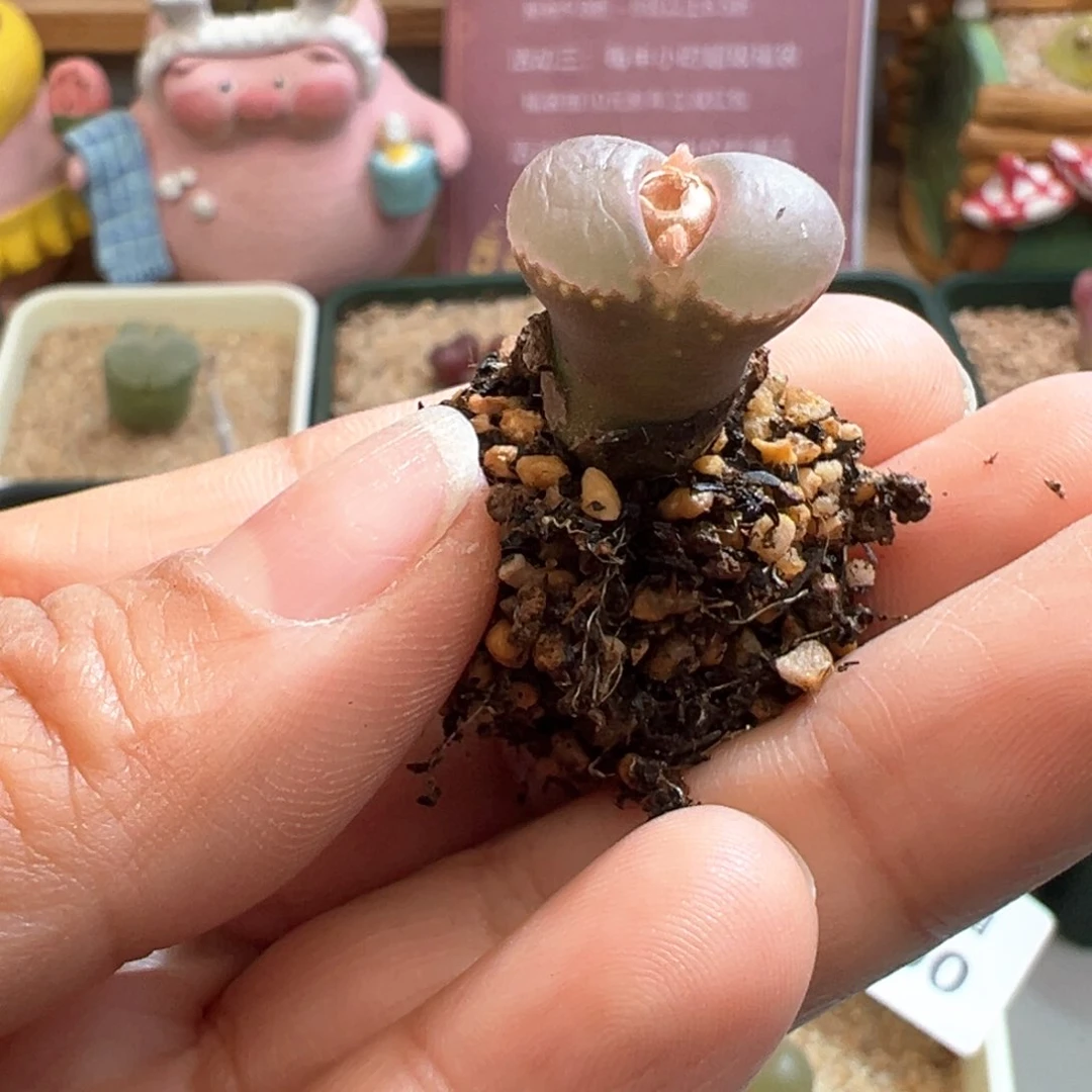 ࿈****࿈111。优选C10杂。多肉