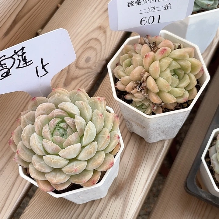 薇薇安园艺多肉601