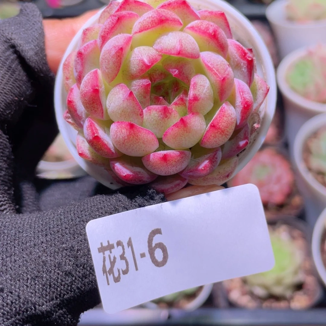 花利美31-6女王玫瑰