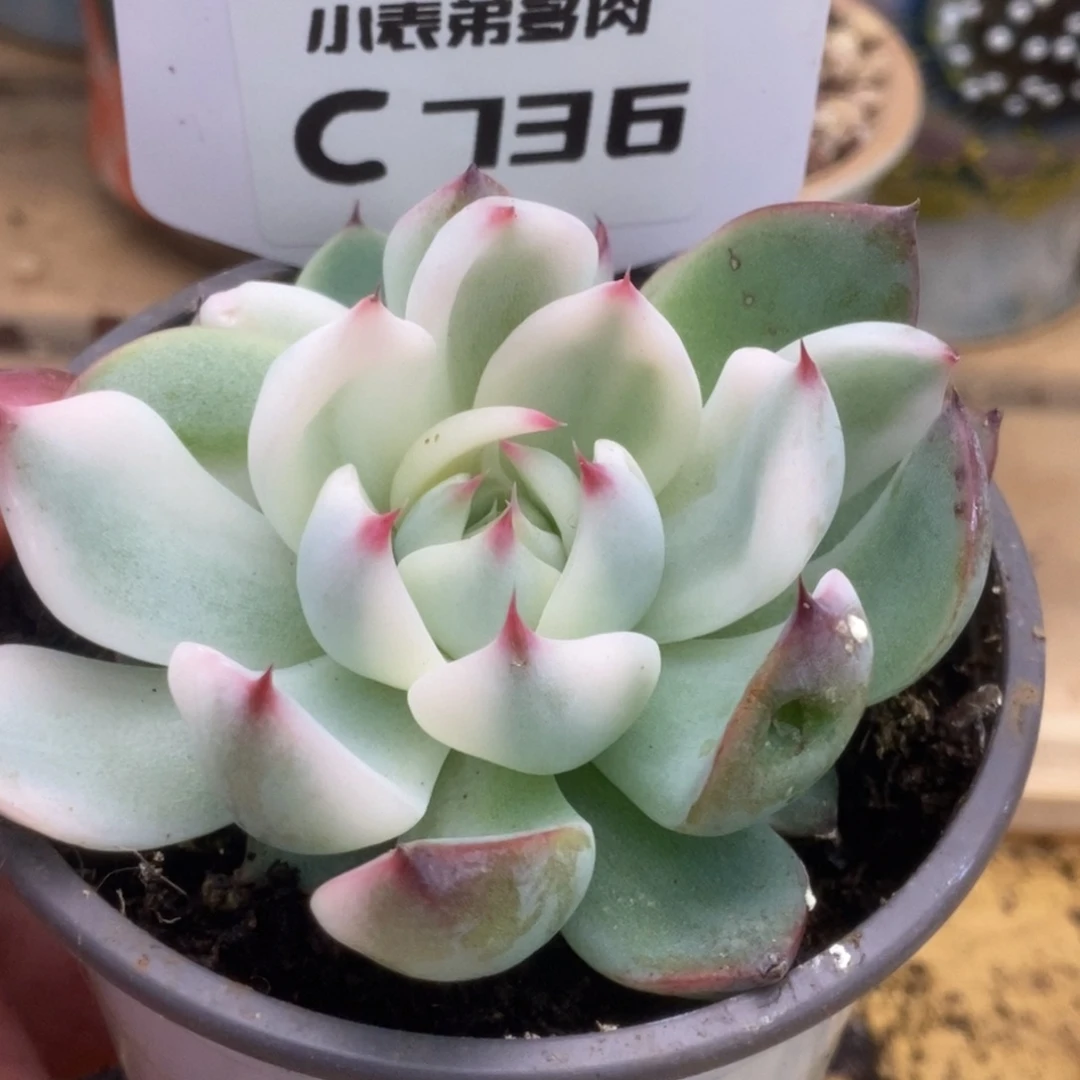 736哈哈哈哈哈哈锦