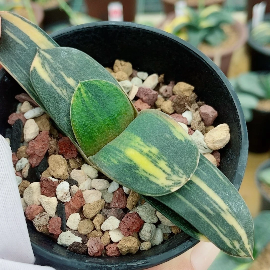 七***辑1073黑莺实生锦带盆发货