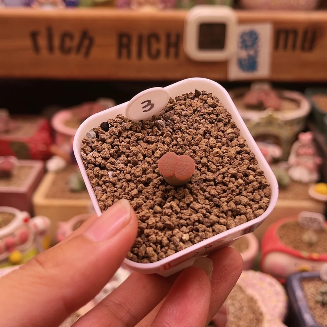 红网纹可带盆土发货