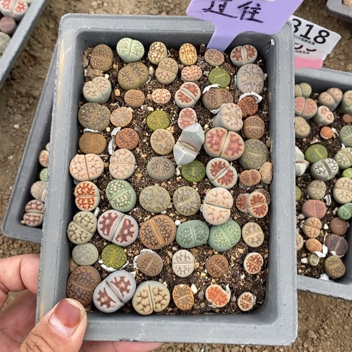 阿****生石花的季节是最317