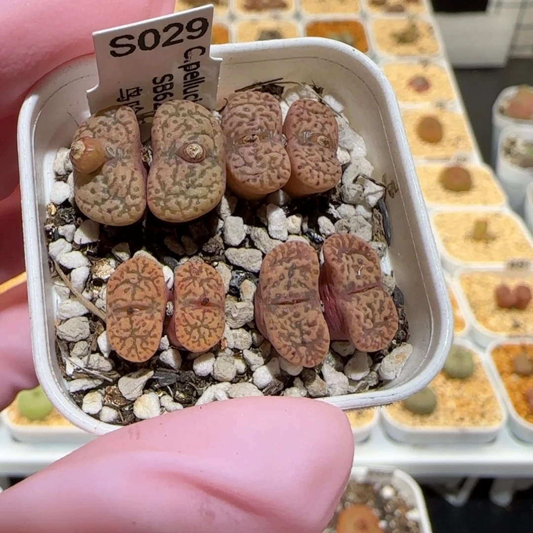 肉锥多肉植物百科-优选鸟哈尼445